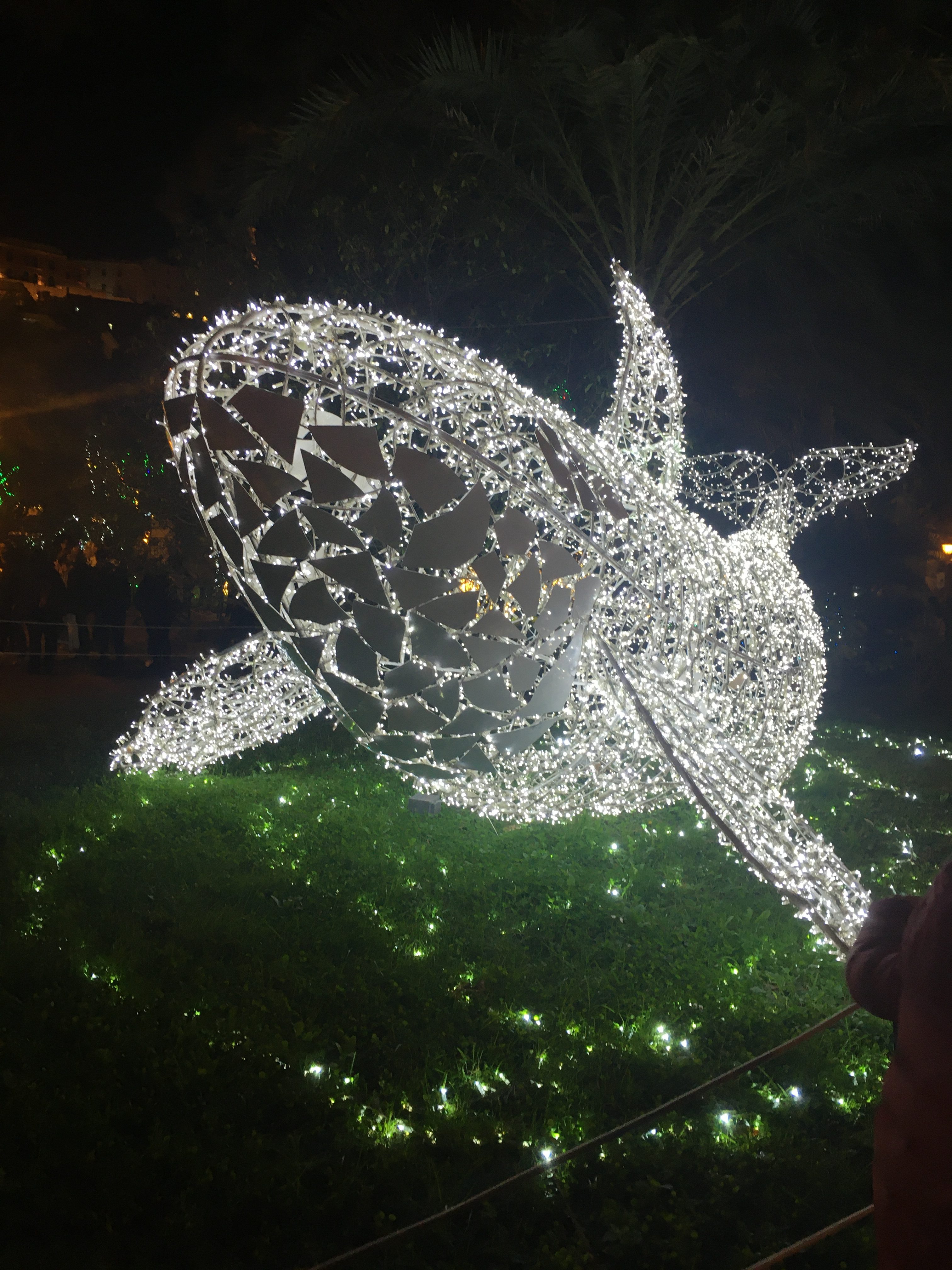Orca